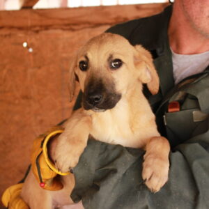 BIGGI - auf Pflegestelle in PLZ 3 vermittelt