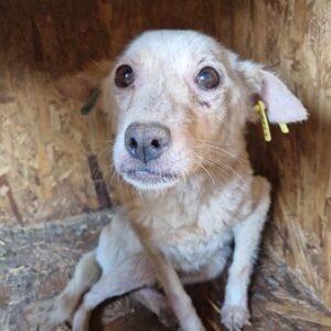 PAZ - Notfall: hat stark abgebaut, Mobbingopfer - reist auf PDR PS im PLZ Bezirk 54 - vermittelt