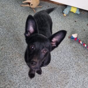 BATGIRL – reserviert Tierhilfe Lebenswert DR 29.10. - vermittelt