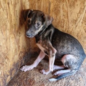 ABIGAIL - sollte zeitnah ausreisen - vermittelt Anna