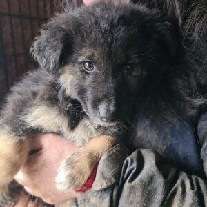 NEDA - vermisst 01/2023