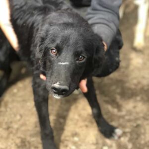 MIK - reserviert Hundescheune Fläming vermittelt