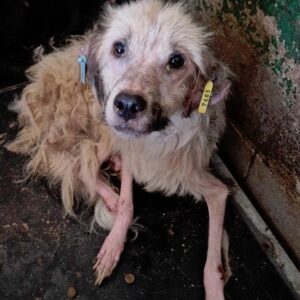 TOFFEE - reserviert TiNO DR (vorher Klinik Bukarest / PM) - vermittelt