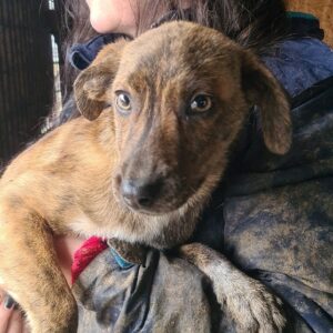 PIPINA - reserviert für Tierhilfe Lebenswert - vermittelt