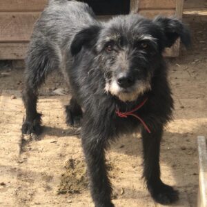 DAKOTA - lebt gefährdet, sollte dringend ausreisen - reserviert TST Rösrath - vermittelt