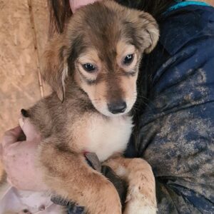 EMILIO - reserviert für Tierhilfe Lebenswert (14.01.) - vermisst 01/2023