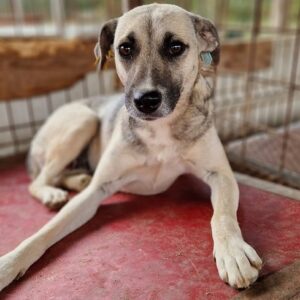 NOVALEE - auf PDR PS im PLZ Bezirk 96 - vermittelt