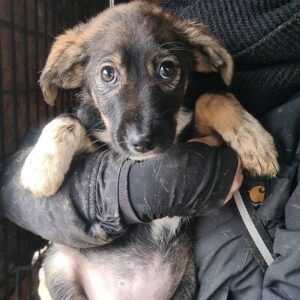 PEARLY - reserviert JW - vermittelt