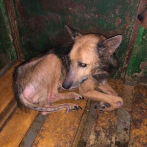 LUBA - Notfall - reserviert TH Koblenz vermittelt