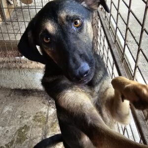 HEMA (♀) - auf PS im PLZ Bereich 95 - vermittelt