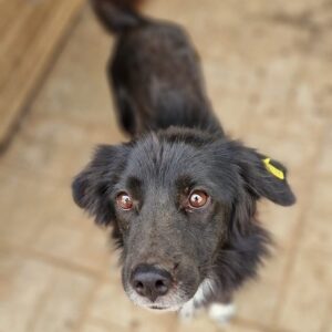 NIGEL - auf PDR PS im PLZ Bezirk 64 - vermittelt