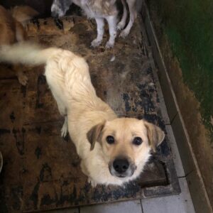 PEPSI - reserviert Tierhilfe Lebenswert DR 15.10. - vermittelt