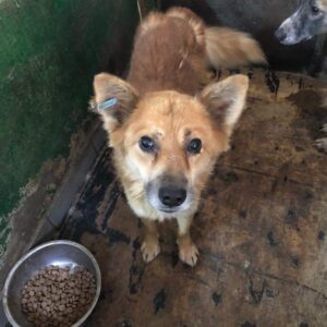 RIKO - reserviert Tierhilfe Lebenswert DR 25.10. - vermittelt