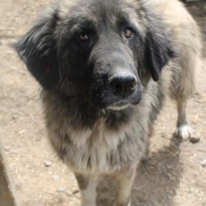 JOSLYN (♀) - vermittelt MH