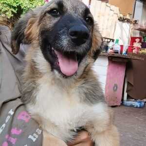 LANAYA - reserviert Tierhilfe Lebenswert DR - vermittelt