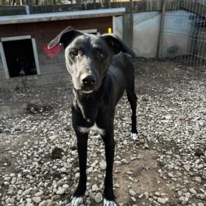 MORENA - sehr dünn, kommt nicht gut zurecht - ausgereist auf PDR PS im PLZ Bezirk 15 - vermittelt