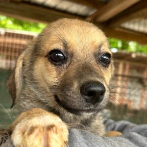 PAULITO - auf PDR PS im PLZ Bezirk 23 *vermittelt*