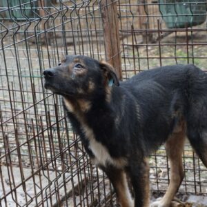 TONY - Mobbingopfer-Notfall - auf PDR PS im PLZ Bezirk 65 - vermittelt