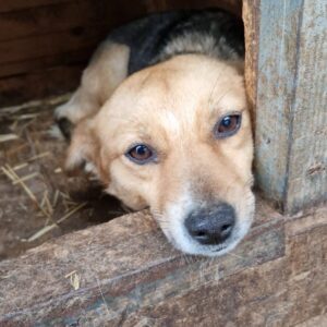 LALE - reserviert PVA - vermittelt