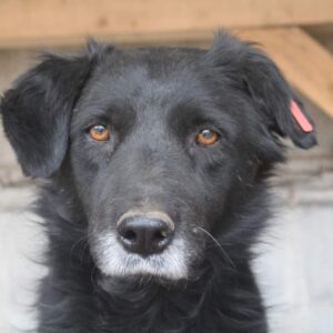 STEFAN (♂) - vermisst 04/24