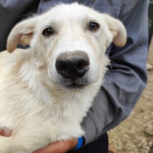 NAHELE - RBB 12/2022