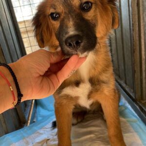 ELSIE - vermisst 09/2022