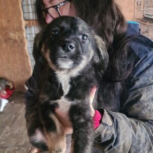 PAULA - reserviert für Tierhilfe Lebenswert - vermittelt