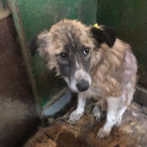 SNICKERS- Notfall - Hautprobleme, sehr dünn - reserviert Lika Schneider (DR) - vermittelt