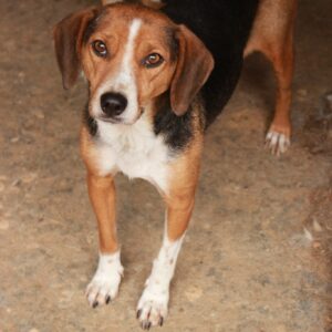 TWISTA - sehr dünn, sehr gestresst - reserviert PVA vermittelt