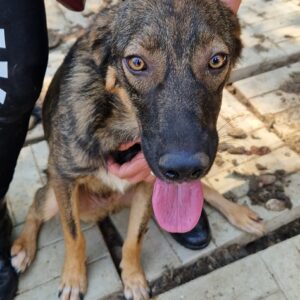 LEROY - sehr verzweifelt ohne Nähe zum Menschen