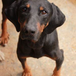 HERMES - Notfall - sehr dünn, verbraucht, sehr müde - reserviert Pfotenhilfe Karlsruhe vermittelt