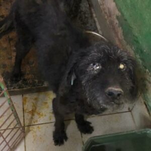 TWIX - Notfall-Opa - rechtes Auge fehlt - auf PDR Gnadenplatz - ausgereist