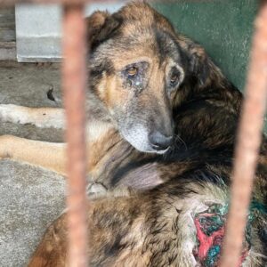 MR. BEAN - Notfall (große Bisswunde) - auf Pflegestelle in PLZ 1 ausgereist