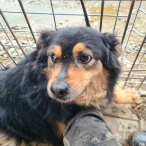 JUNE - ausgereist zum TST Rösrath