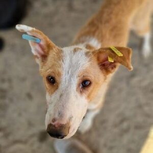 VIVA - Mobbingopfer im Shelter - auf PDR PS im PLZ Bezirk 85 - vermittelt