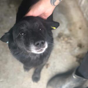 JOE - reserviert Tierhilfe Lebenswert DR 29.10. - vermittelt