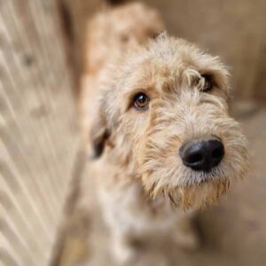 CASY - Notfall - reserviert TH Koblenz vermittelt