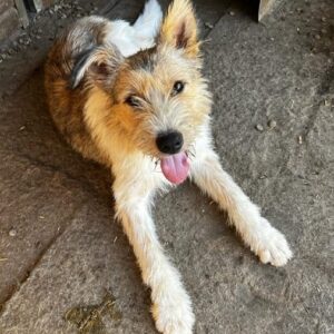 REYNA - auf PDR PS im PLZ Bezirk 82 - vermittelt