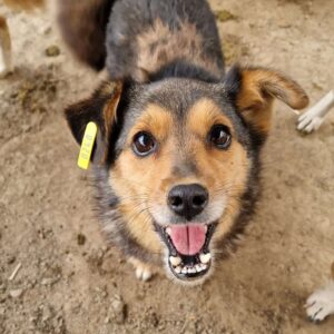 IRENCHEN - reserviert IH DR 15.10. - vermittelt