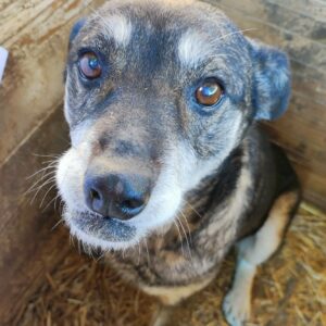 SAHJA - reserviert TH Iserlohn - vermittelt