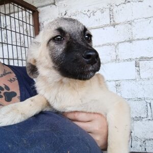 BRAN - vermittelt JW