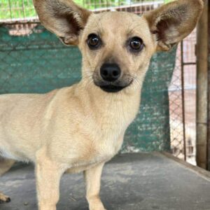 MOUSE - reserviert MD - vermittelt