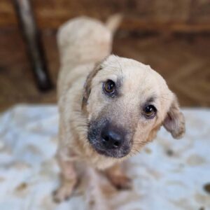 MUCKI - Kopfschiefhaltung - auf PDR PS im PLZ Bezirk 44 - vermittelt