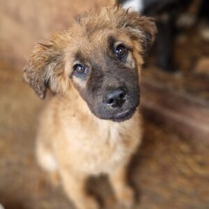 SALLIE - reserviert TH Lingen - vermittelt