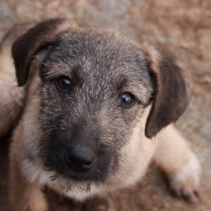 RAKSCHA - reserviert Sasi vermittelt