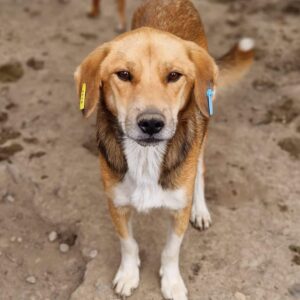 BOLLEK - auf Pflegestelle in PLZ 4 ausgereist