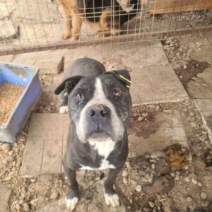 MANJA (♀) – vermisst 11/24