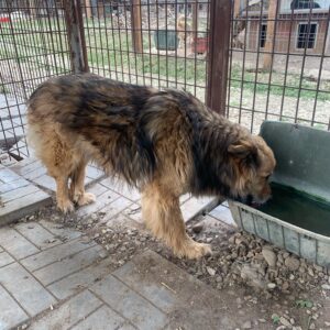 BAYLEY - vermisst 04/2023