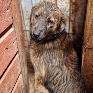 TIPSY - sollte zeitnah ausreisen - reserviert TH Iserlohn - vermittelt