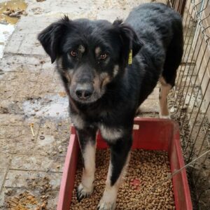 MEISJE (♂) - seit mind. 2021 im Shelter